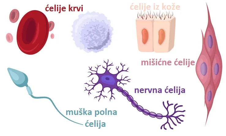 Ilustracija različitih ćelija od kojih su građena živa bića